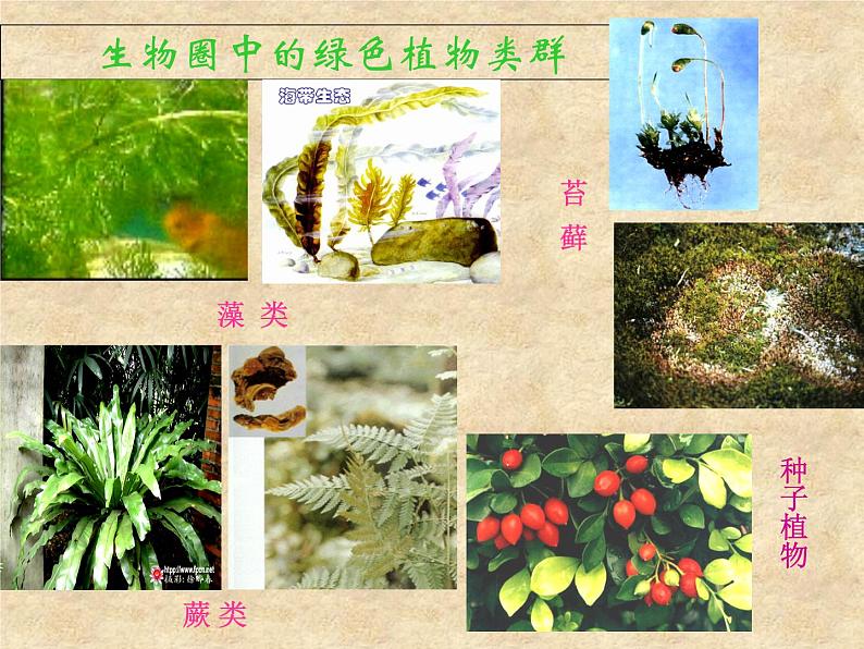 人教版七年级上册生物:3.1.1藻类、苔藓和蕨类植物课件02