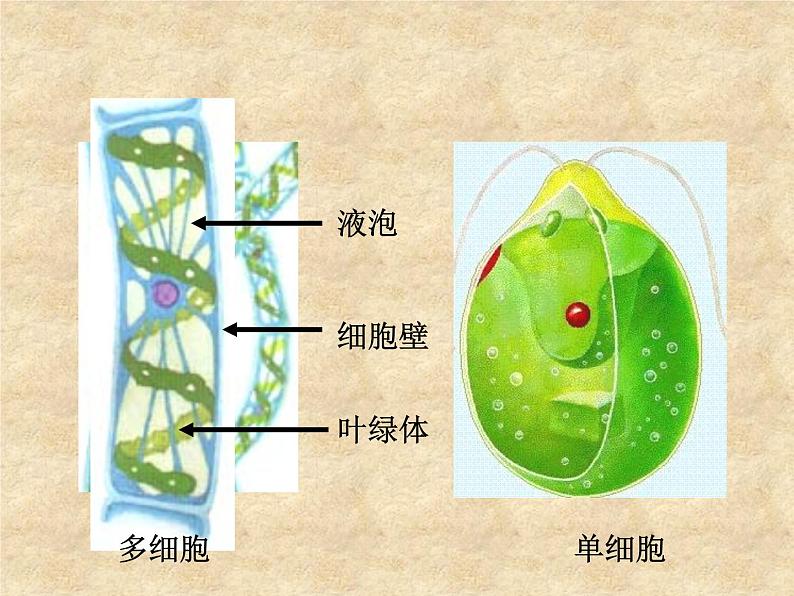 人教版七年级上册生物:3.1.1藻类、苔藓和蕨类植物课件06