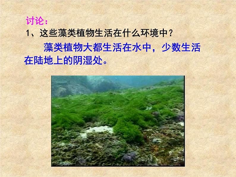 人教版七年级上册生物:3.1.1藻类、苔藓和蕨类植物课件08