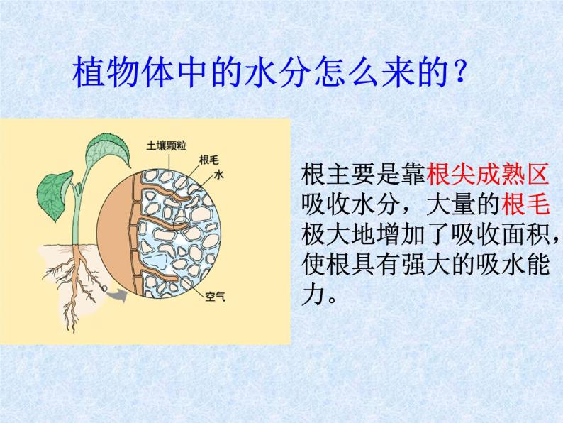 人教版生物七年级上册3.3绿色植物与生物圈的水循环 课件04