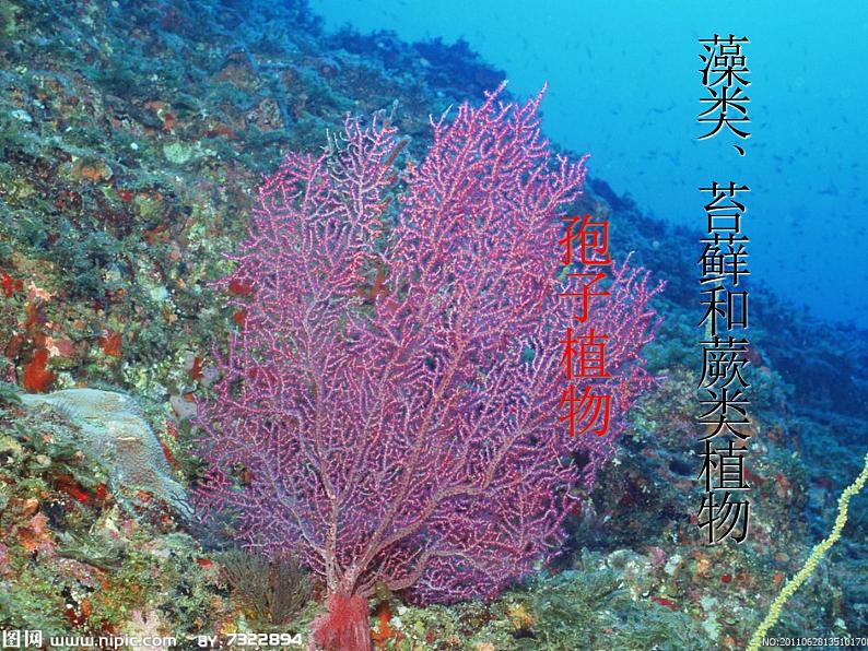 人教版七年级上册生物:3.1.1藻类、苔藓和蕨类植物课件 (2)02