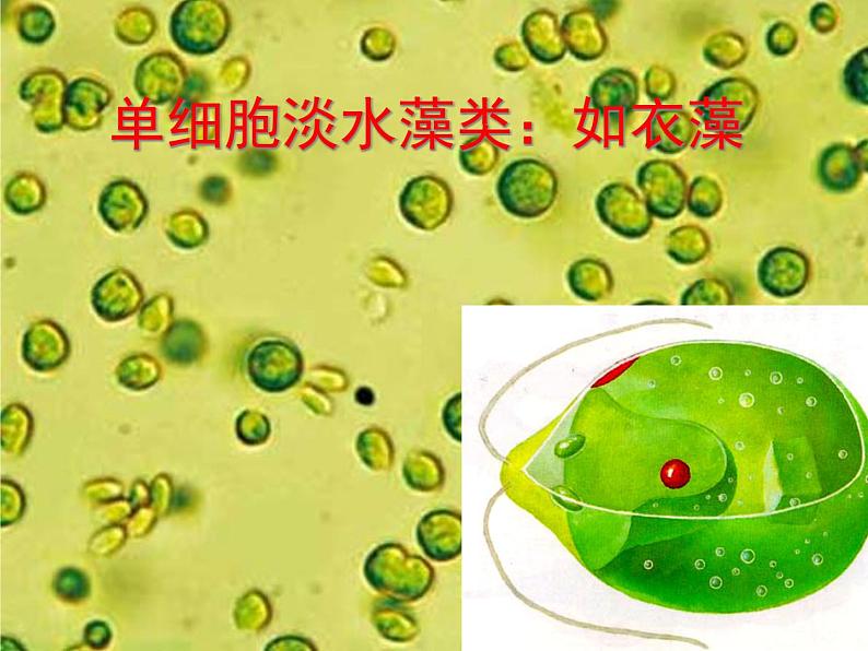 人教版七年级上册生物:3.1.1藻类、苔藓和蕨类植物课件 (2)05
