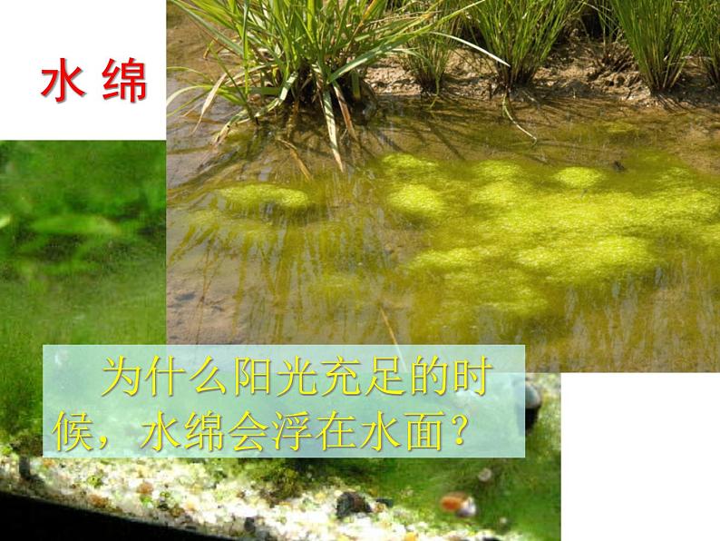人教版七年级上册生物:3.1.1藻类、苔藓和蕨类植物课件 (2)06