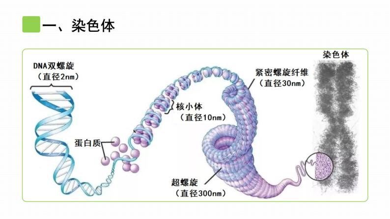 初中生物北师大版八年级上册20.2 性状遗传的物质基础 课件08