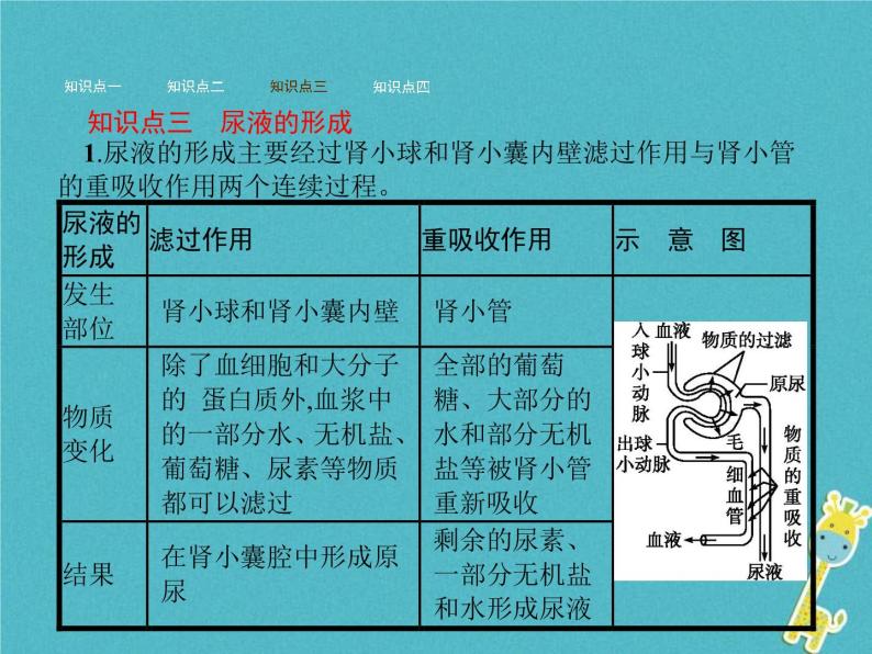 初中生物第一节 尿液的形成和排出精品课件ppt