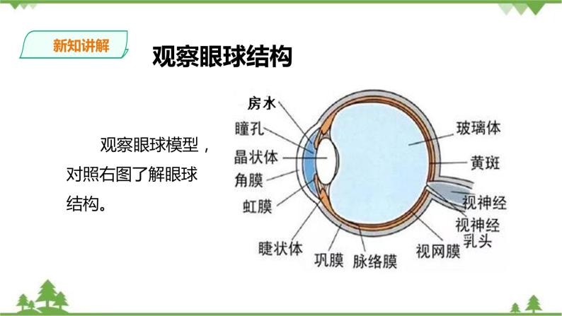 冀教版生物七下2.4.1信息的获取（1）（课件+教案+练习+视频）04