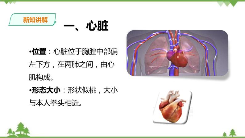 冀教版生物七下2.2.2物质运输的器官（2）（课件+教案+练习+视频）03