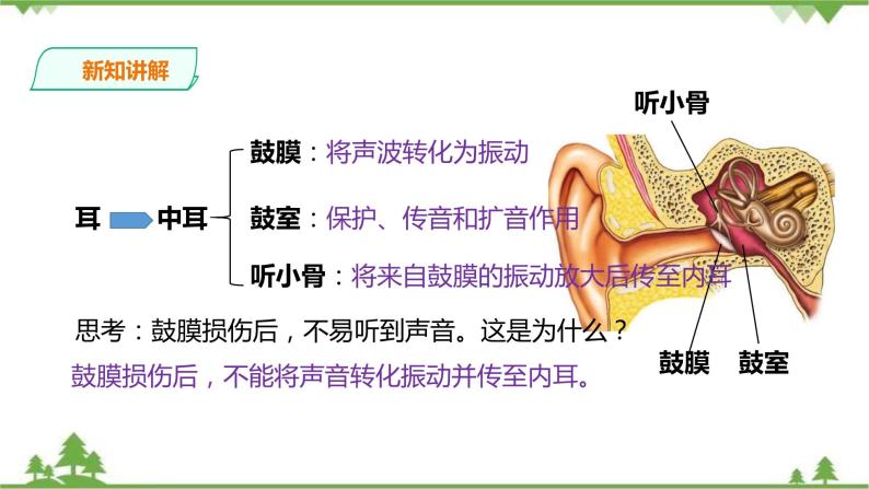 冀教版生物七下2.4.1信息的获取（2）（课件+教案+练习+视频）08