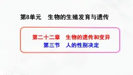 苏教版生物八年级下册 人的性别决定 课件PPT