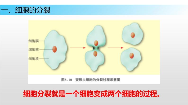 8.2 细胞的分裂和分化（课件）七年级下册生物06