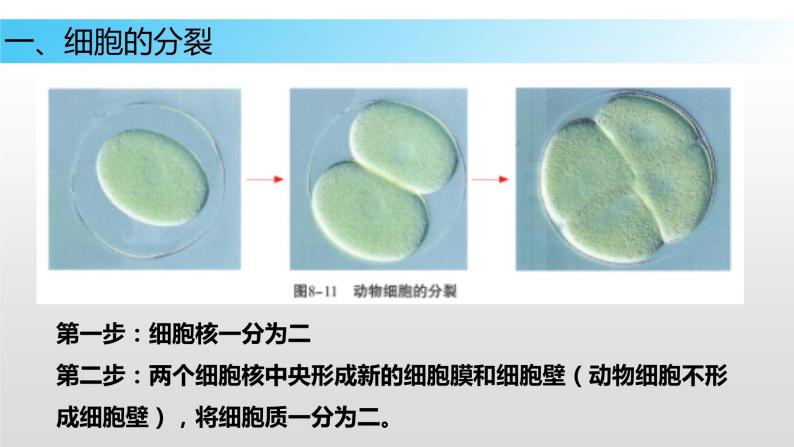 8.2 细胞的分裂和分化（课件）七年级下册生物07