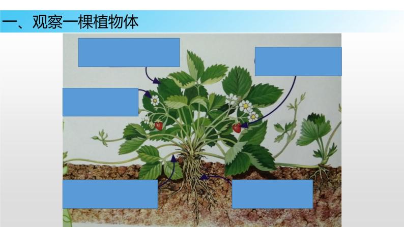 9.1 植物体的组成（课件）七年级下册生物07