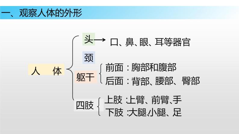 9.2 人体的组成（课件）七年级下册生物06