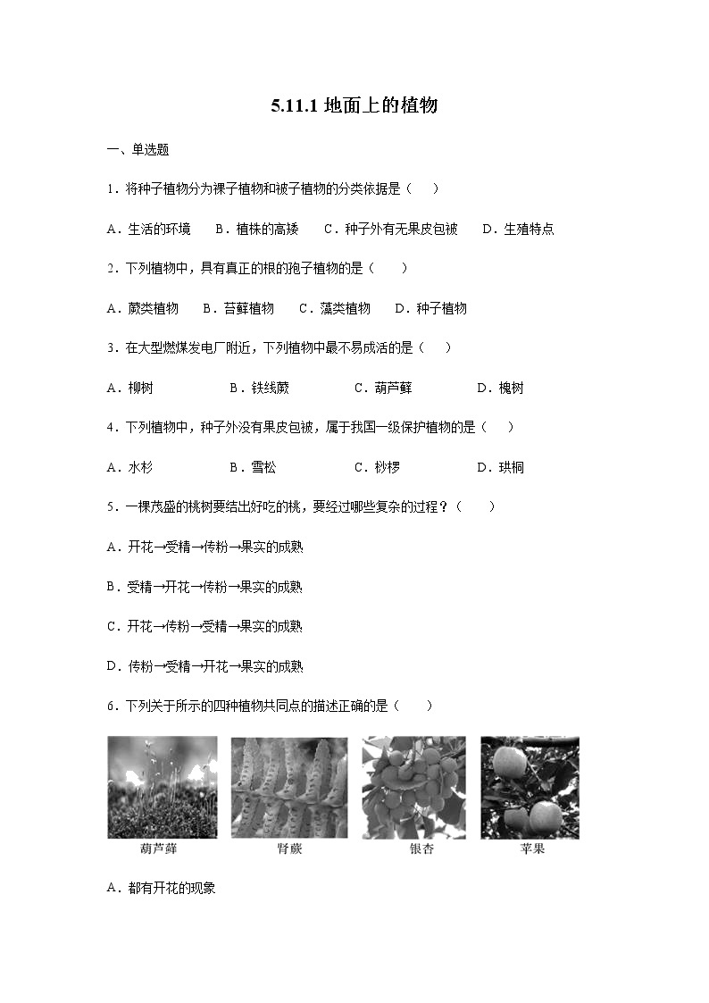 11.1 地面上的植物（练习）（原卷版）01