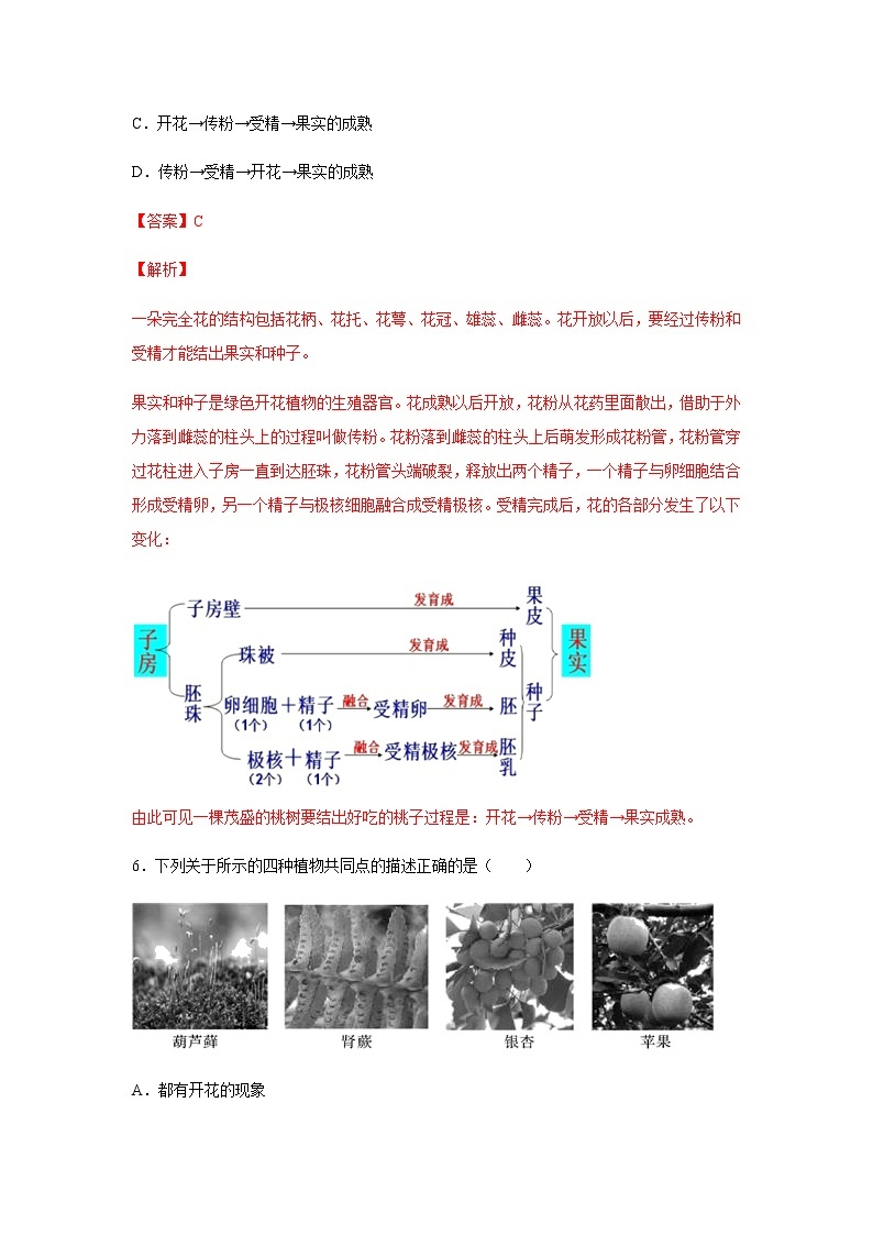 11.1 地面上的植物（练习）（解析版）03