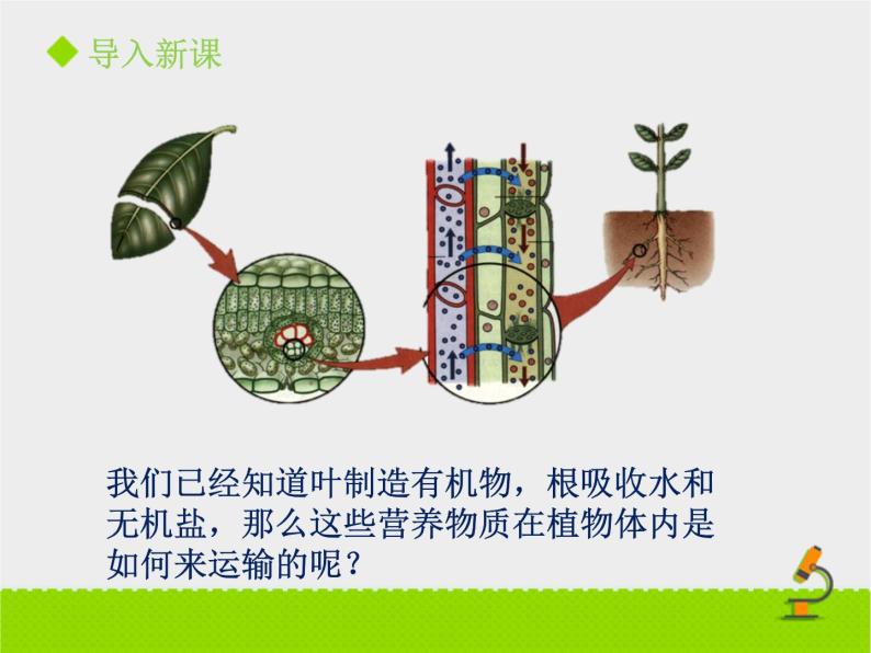 《植物体内的物质运输》课件PPT第一课时03