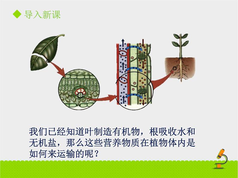 《植物体内的物质运输》课件PPT第一课时第3页