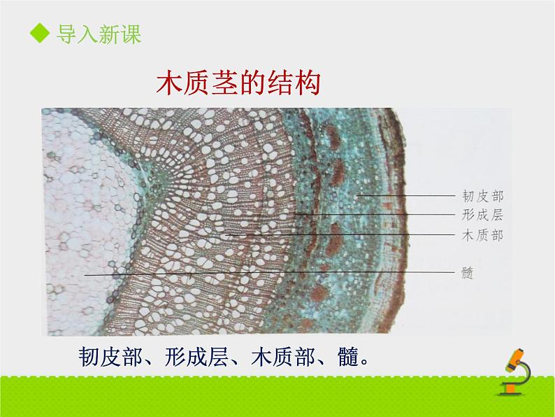 《植物体内的物质运输》课件PPT第一课时第7页