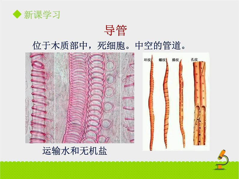 《植物体内的物质运输》课件PPT第一课时第8页