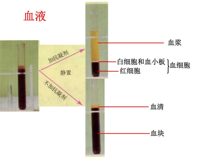 北京版生物七年级下册《人体内的物质运输》课件PPT02