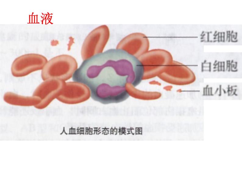 北京版生物七年级下册《人体内的物质运输》课件PPT03