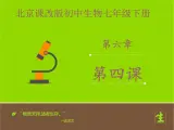 北京版生物七年级下册《呼吸与呼吸作用》课件PPT第一课时