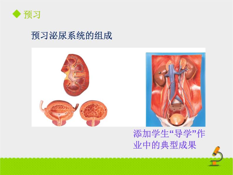 尿液的形成与排出PPT课件免费下载02