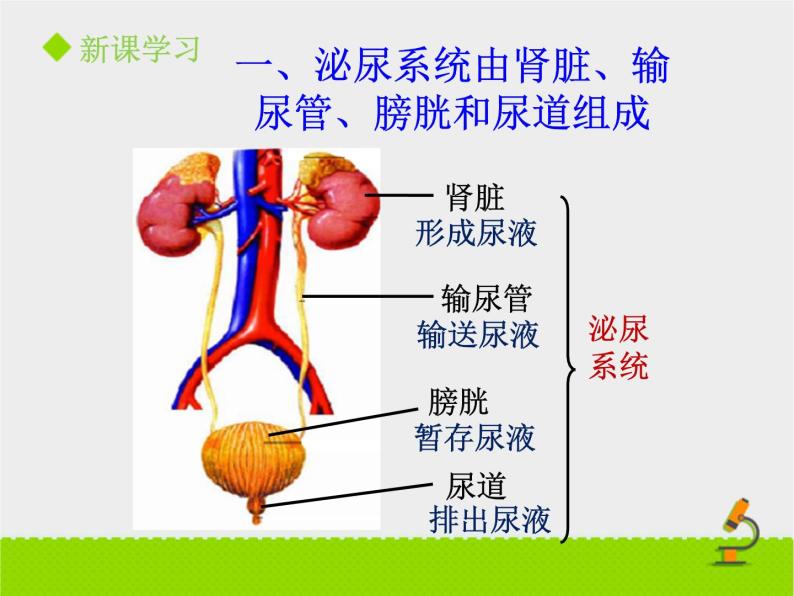 尿液的形成与排出PPT课件免费下载05