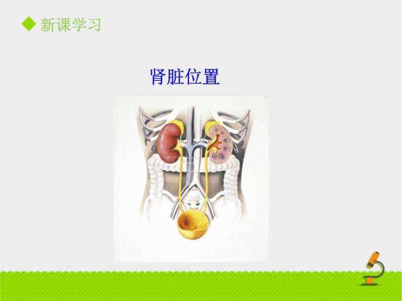 尿液的形成与排出PPT课件免费下载06