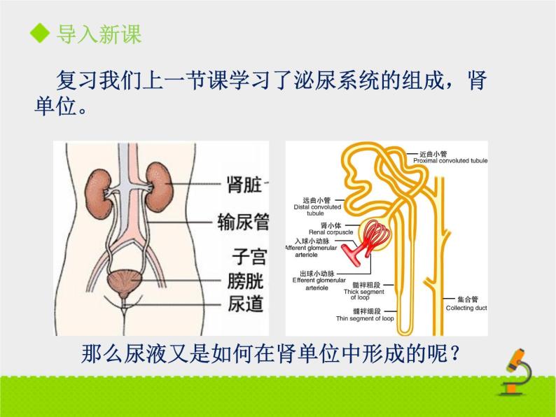 北京版生物七年级下册《尿液的形成和排出》课件PPT第二课时03