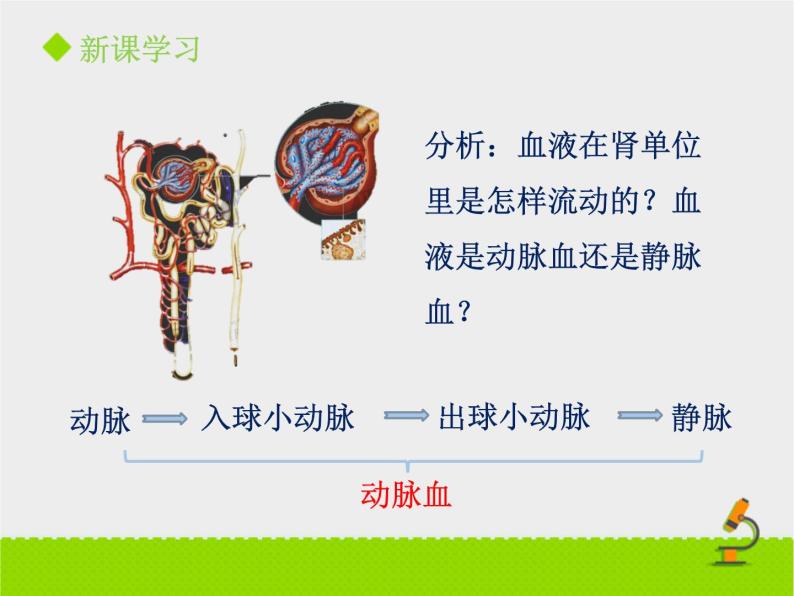 北京版生物七年级下册《尿液的形成和排出》课件PPT第二课时04
