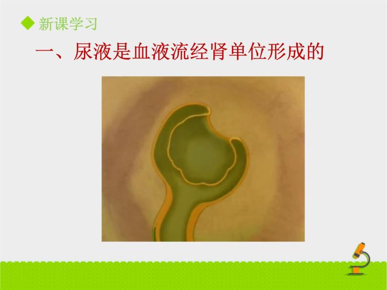 北京版生物七年级下册《尿液的形成和排出》课件PPT第二课时05