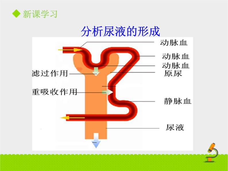北京版生物七年级下册《尿液的形成和排出》课件PPT第二课时06