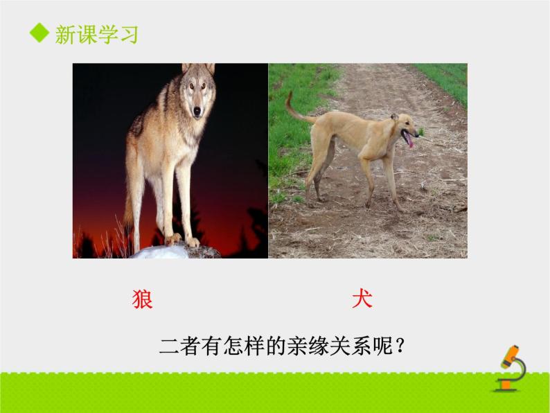 北京版生物八年级下册13.1《生物的分类》课件05