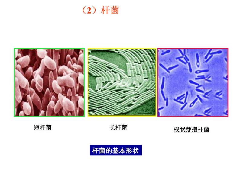 北京版生物八年级下册13.2《原核生物界》课件04