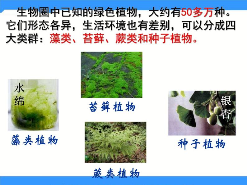 北京版生物八年级下册13.4《植物》课件03