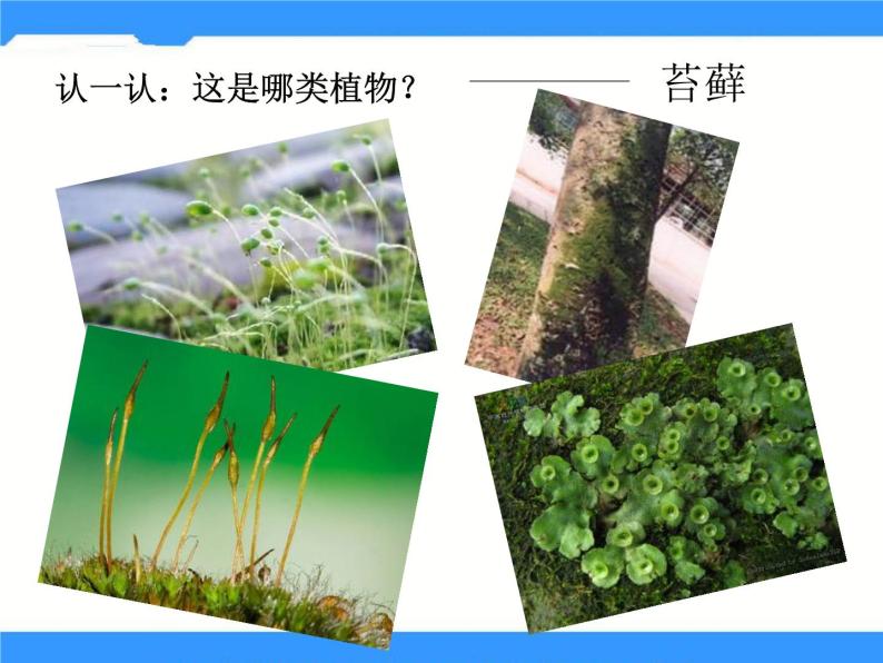 北京版生物八年级下册13.4《植物》课件06