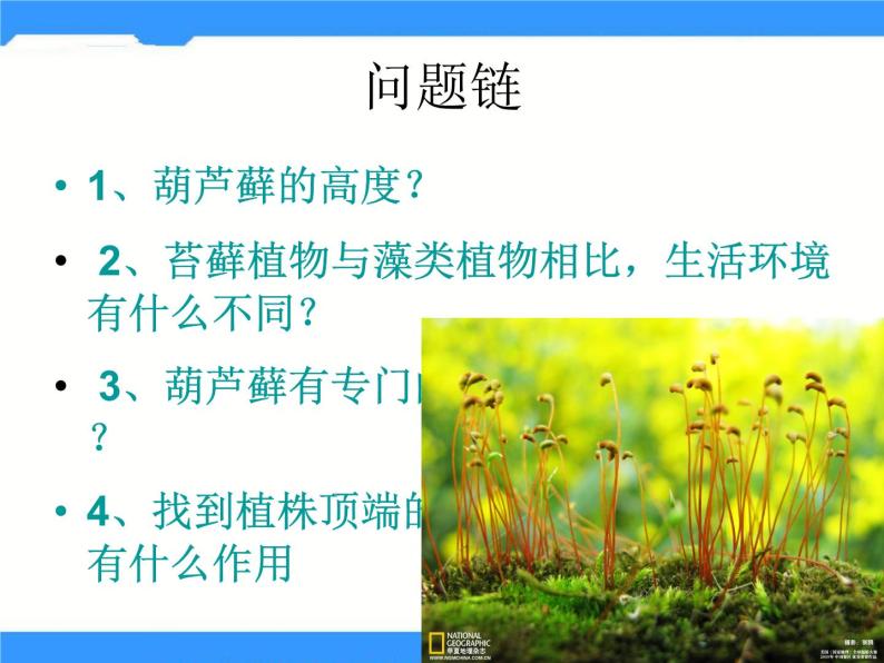 北京版生物八年级下册13.4《植物》课件07