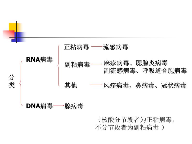 北京版生物八年级下册13.7《病毒》ppt课件03