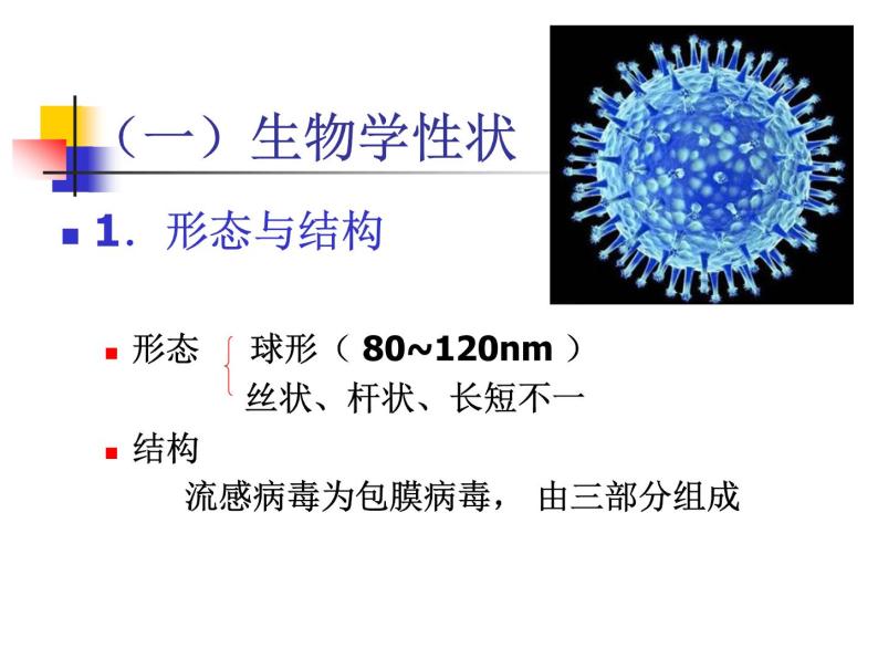 北京版生物八年级下册13.7《病毒》ppt课件05