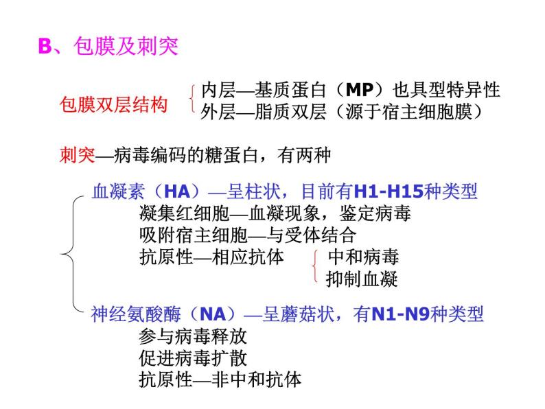 北京版生物八年级下册13.7《病毒》ppt课件08