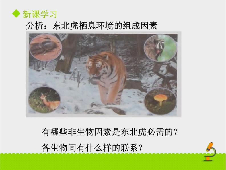 北京版生物八年级下册14.1《环境对生物的影响》课件第一课时04