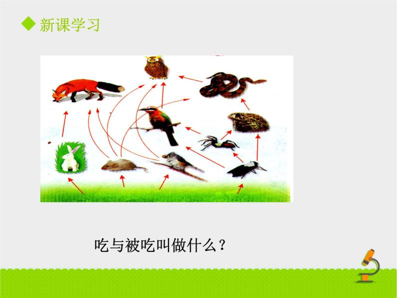 北京版生物八年级下册14.3《生态系统》课件第二课时04