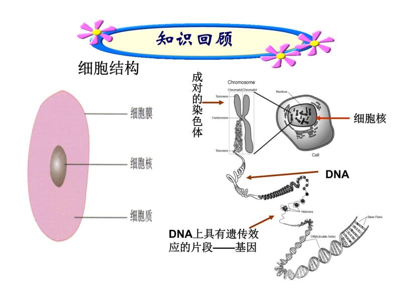 北京版生物八年级下册16.2《现代生物技术的发展》课件02