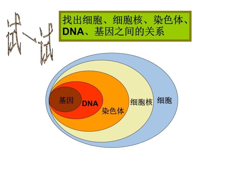 北京版生物八年级下册16.2《现代生物技术的发展》课件03
