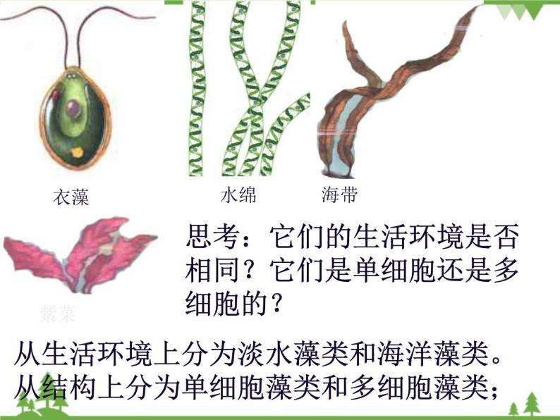 鲁科版（五四学制）生物六年级下册 1.1《藻类植物》ppt课件04