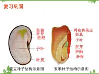 鲁科版（五四学制）生物六年级下册1.3《种子植物 (2)》ppt课件