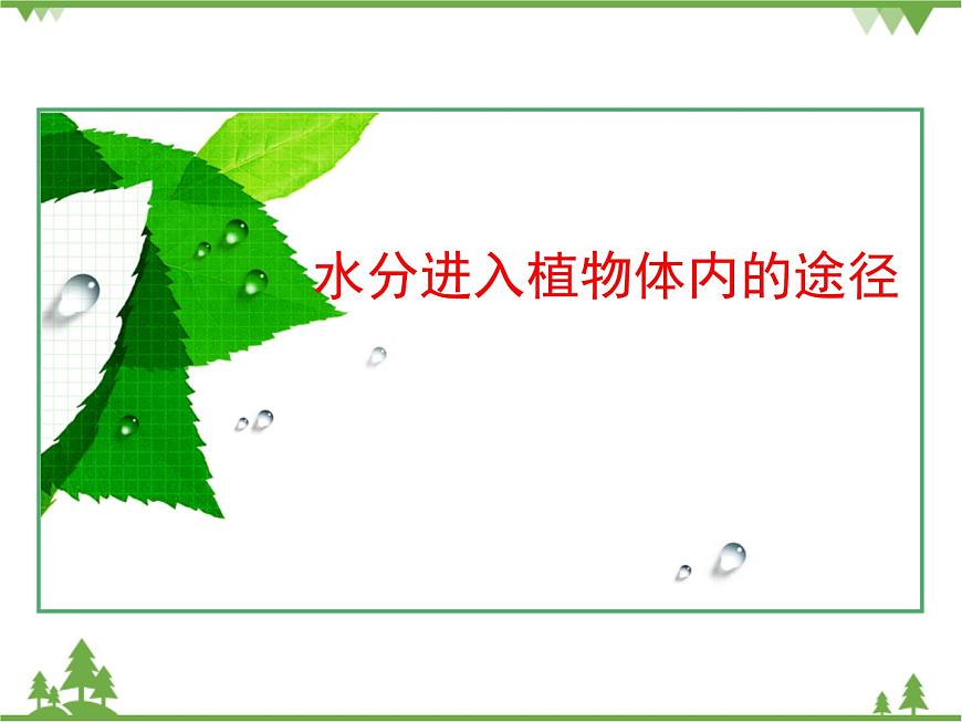 魯科版(五四學(xué)制)生物六年級下冊 3.1《水分進(jìn)入植物體內(nèi)的途徑》ppt課件第1頁