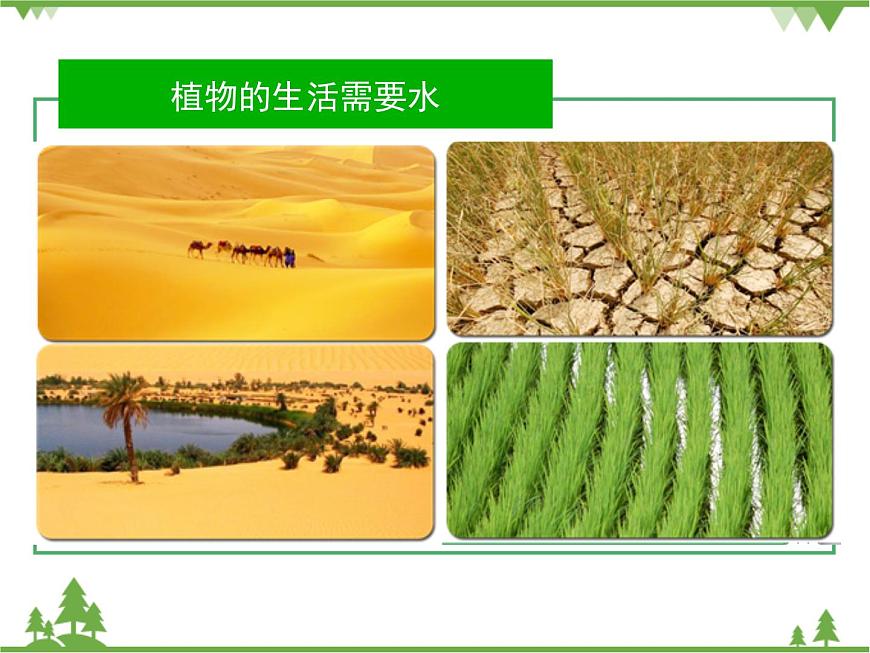 魯科版(五四學(xué)制)生物六年級下冊 3.1《水分進(jìn)入植物體內(nèi)的途徑》ppt課件第2頁