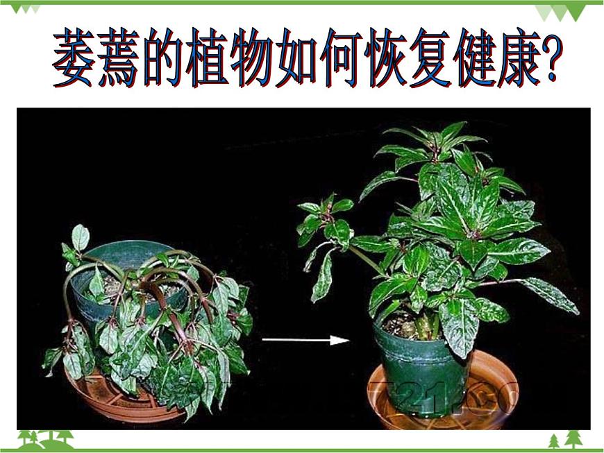 魯科版(五四學(xué)制)生物六年級下冊 3.1《水分進(jìn)入植物體內(nèi)的途徑》ppt課件第4頁